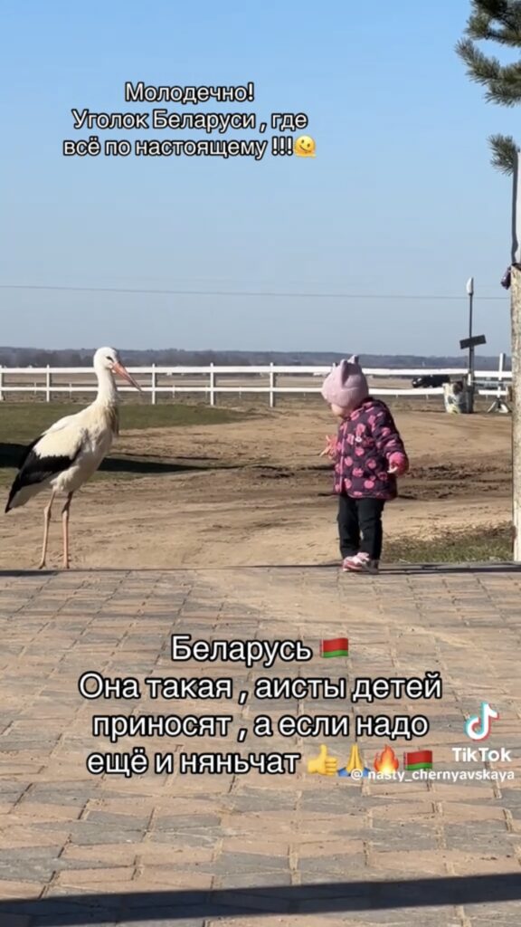 аист