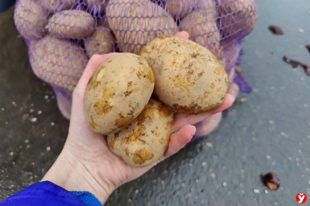 Есть ли риск неурожая картофеля — ответили в Миноблисполкоме