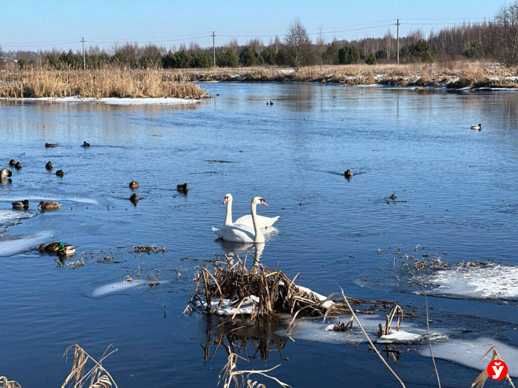 Скромное очарование ранней весны на Минщине — в объективе «МП»