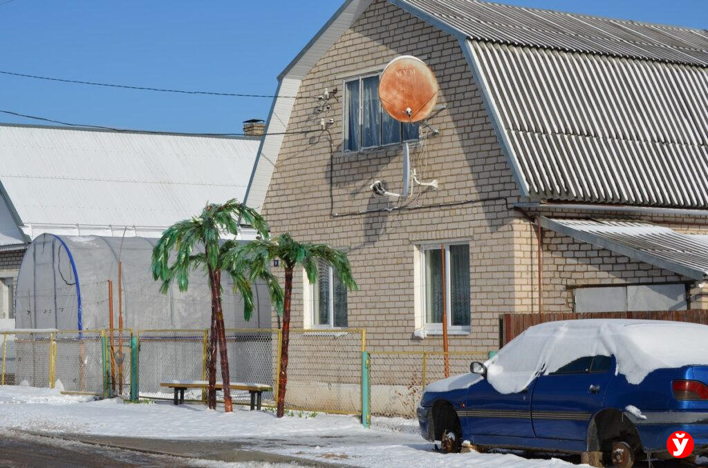 пальмы