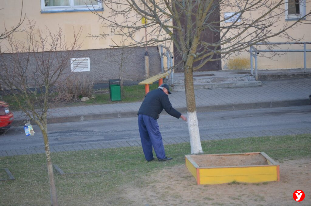 дерево