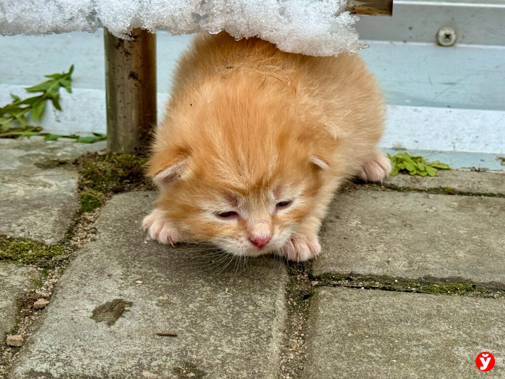 кот