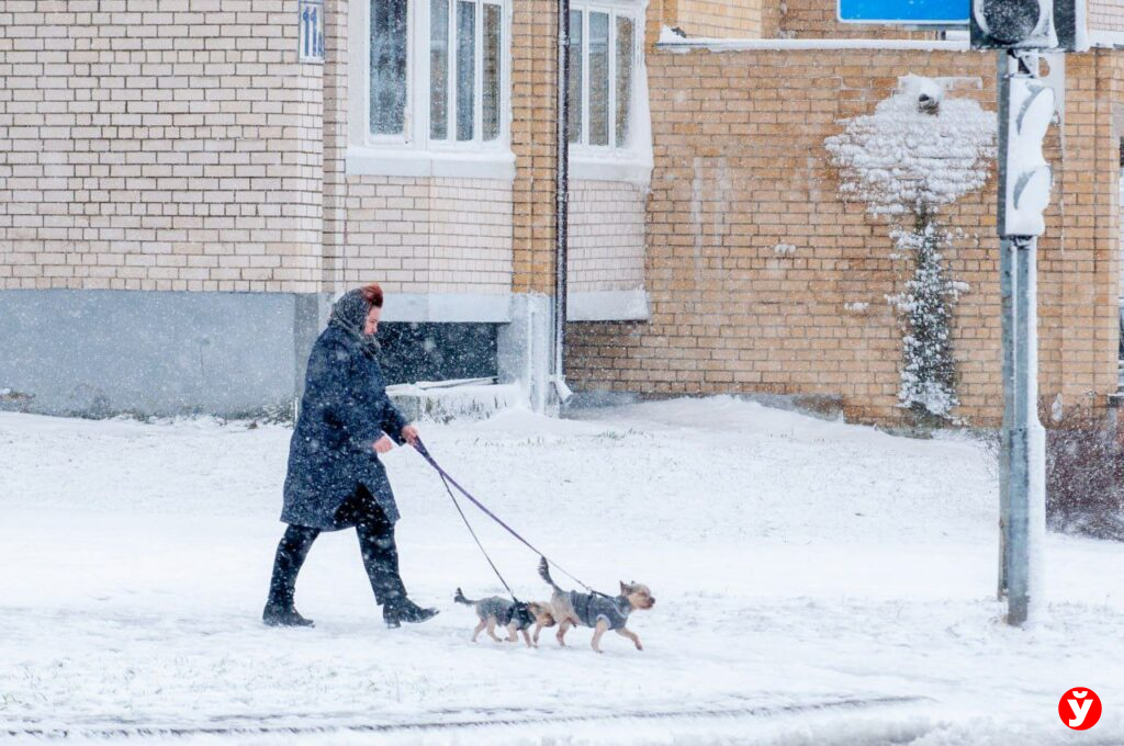 собаки