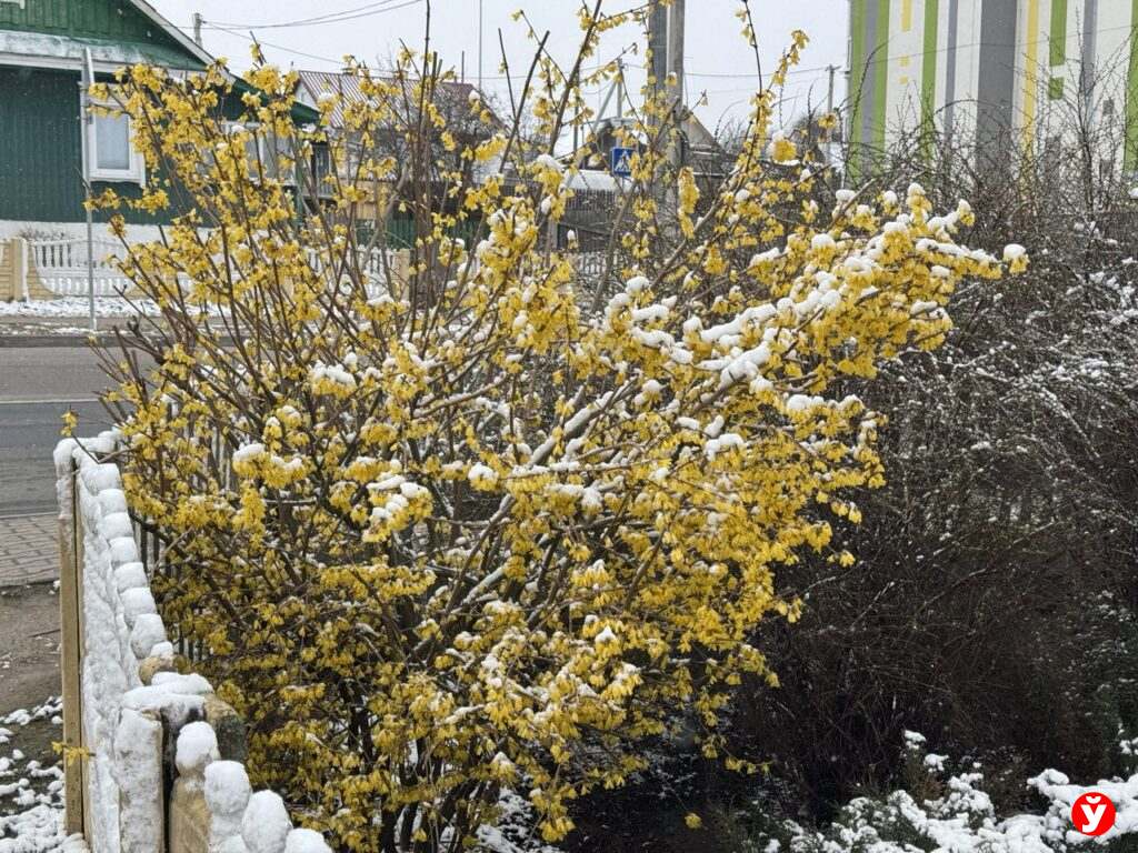 куст