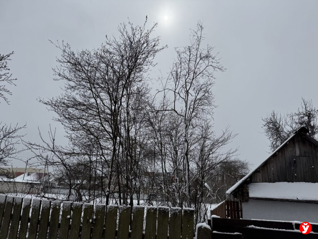 дерево