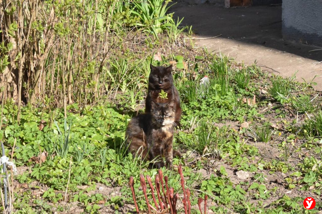 коты