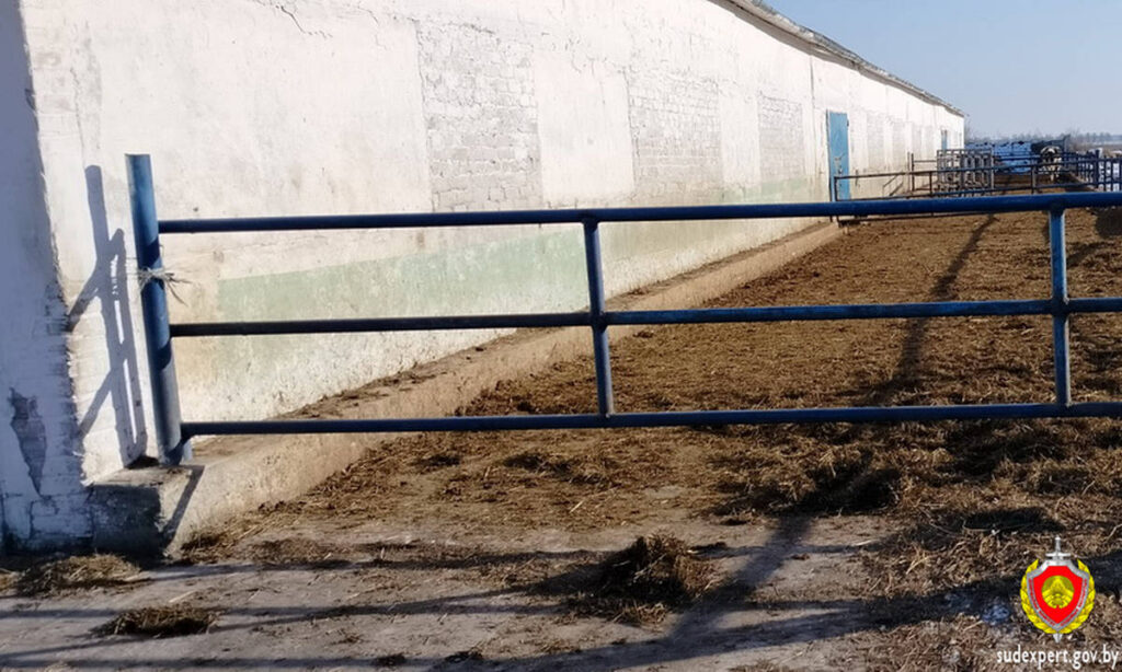 В Пинском и Лунинецком районах быки нанесли травмы рабочим