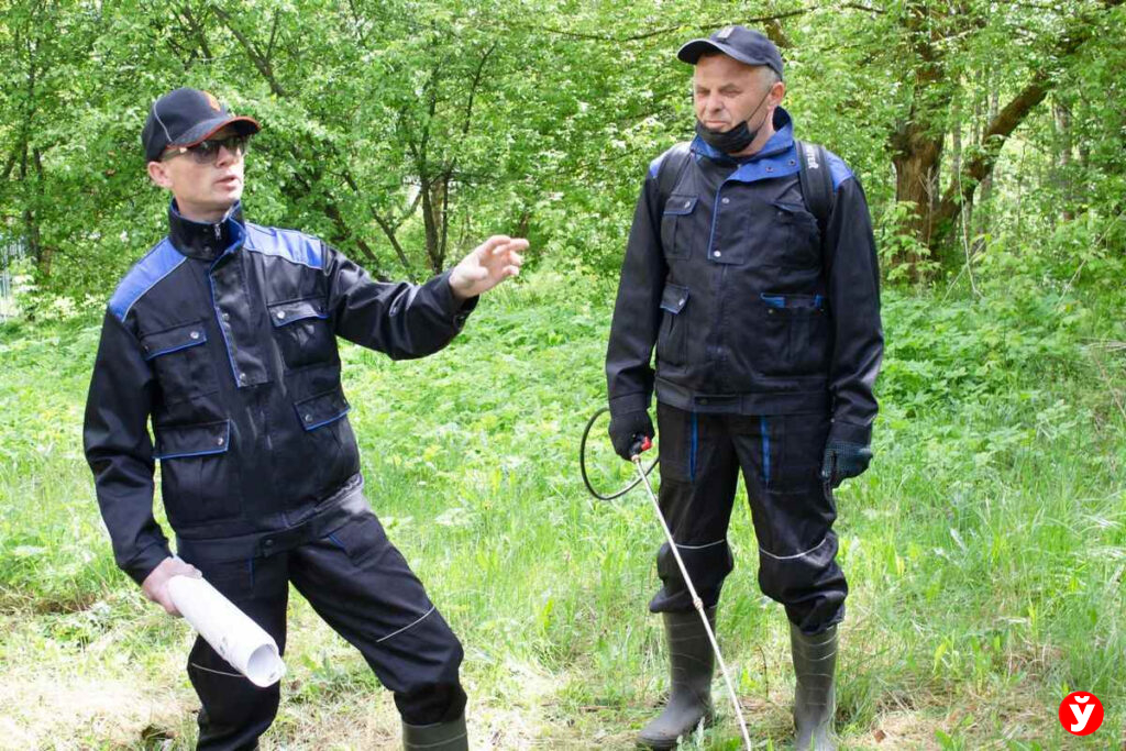 Логойск, борщевик Сосновского