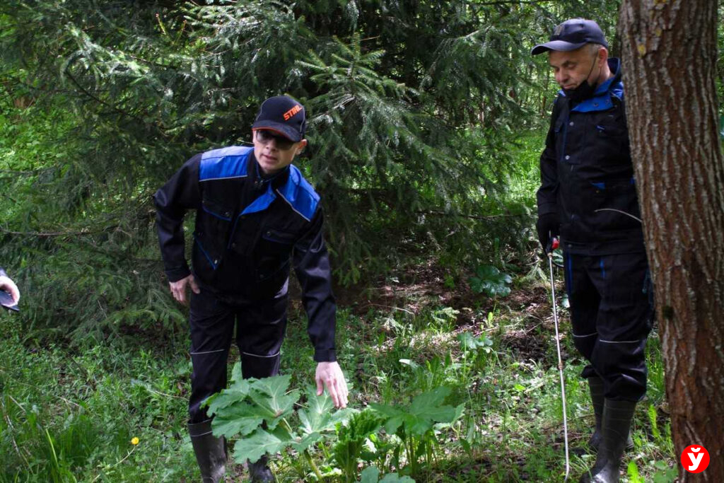 В Логойске на практике показали, как надо бороться с борщевиком Сосновского