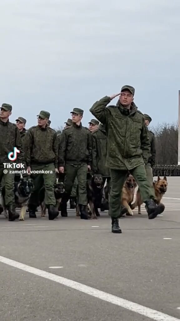 собака