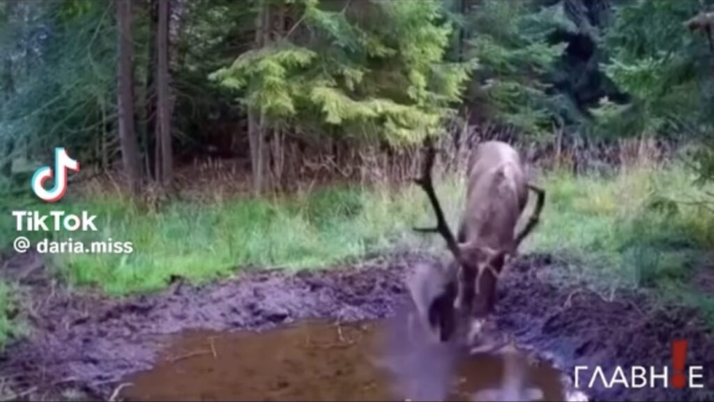 лес