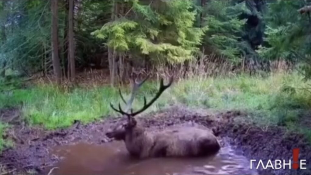 спа