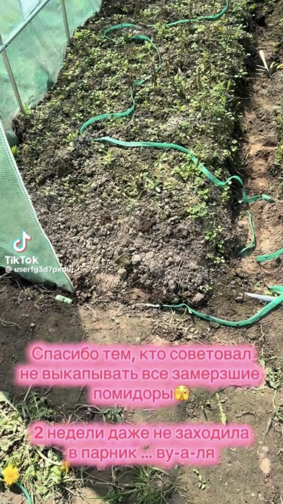 дача