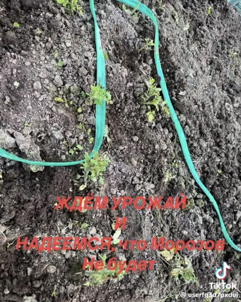урожай