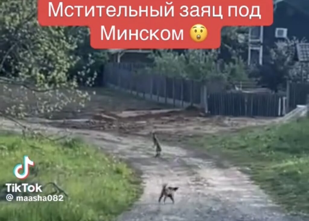 Лесной хулиган: почему заяц решил погнаться за собакой в Минском районе