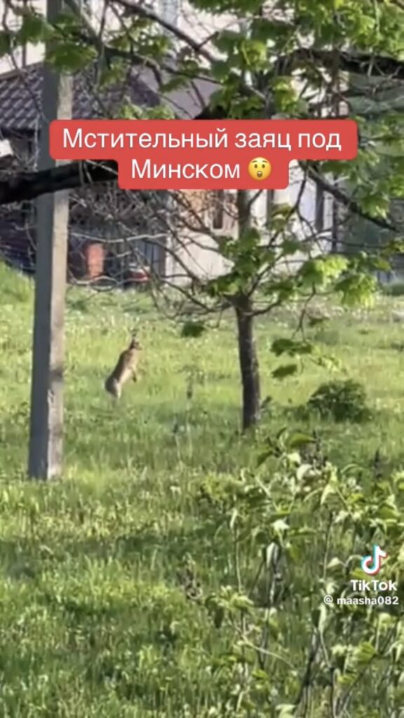 заяц