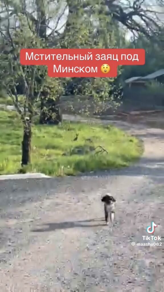 собака