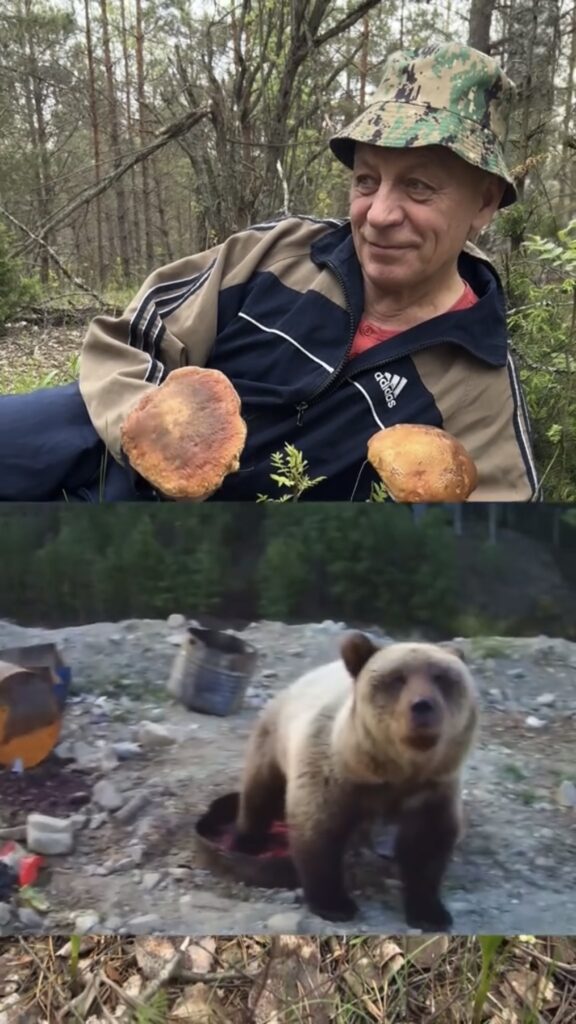 медведь