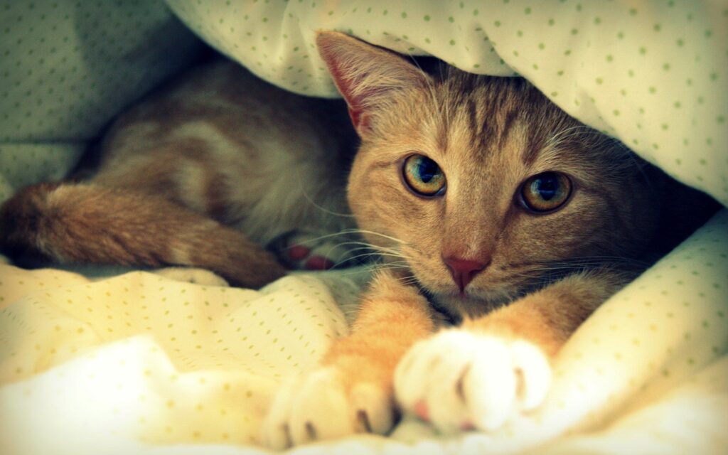 Породы кошек, которым противопоказан холод