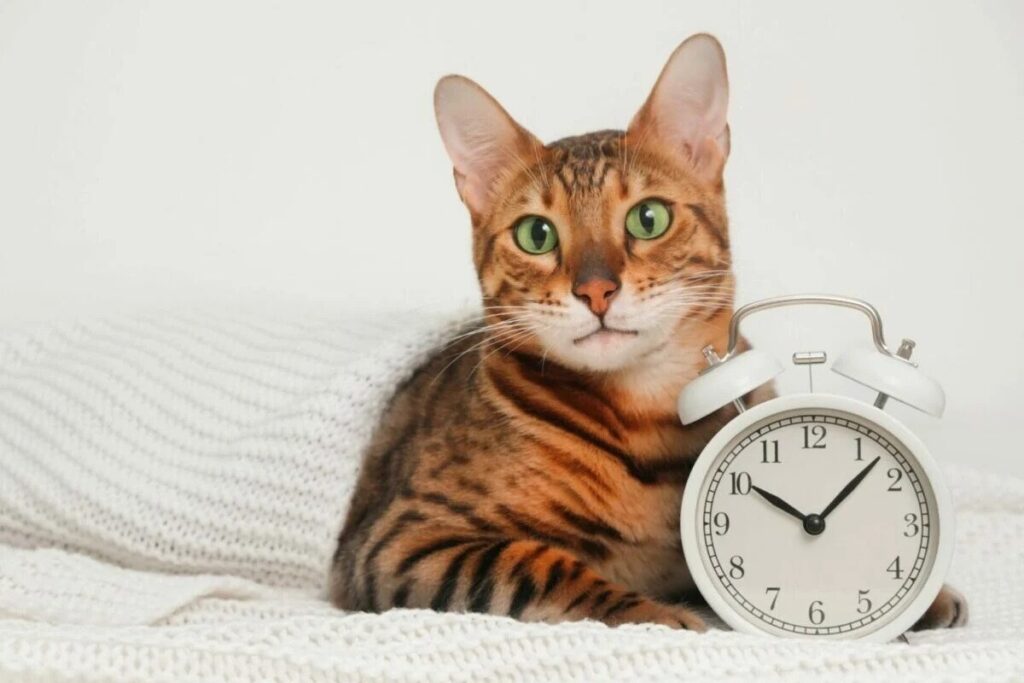 Популярные породы кошек, которые живут меньше шести лет
