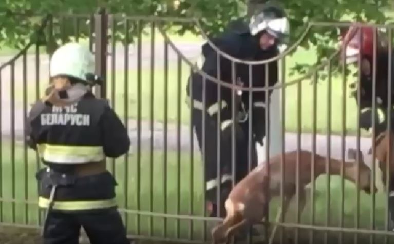 В Борисове спасли косулю, которая застряла в заборе — видео