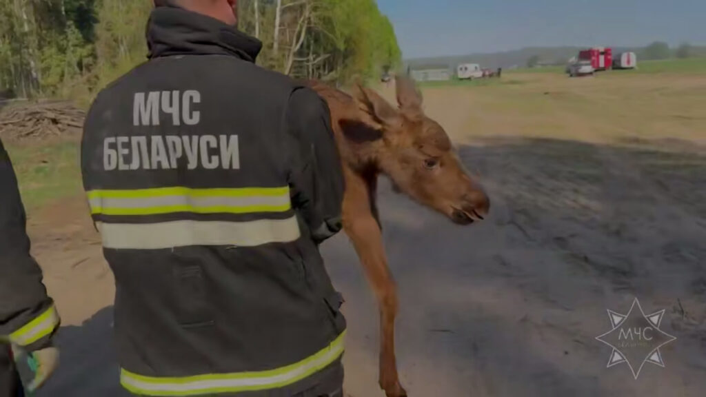 Лосенка вынесли из опасной зоны на месте пожара в белорусском лесу