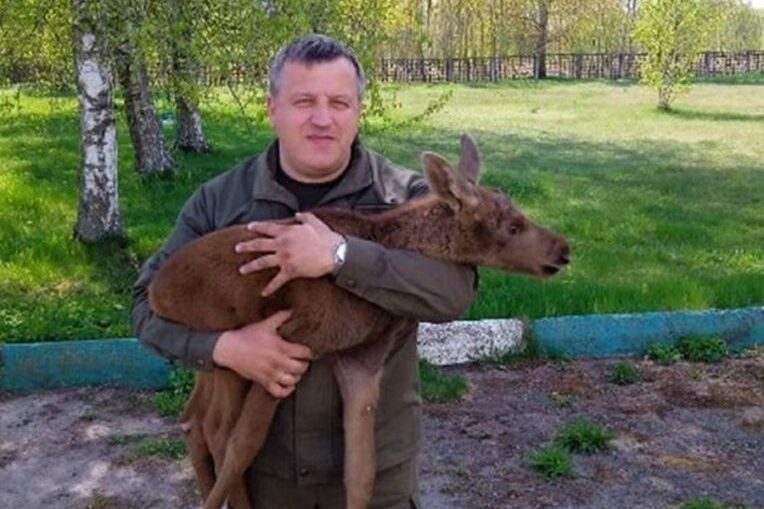 В Поставском районе спасли лосенка, прибившегося к стаду коров