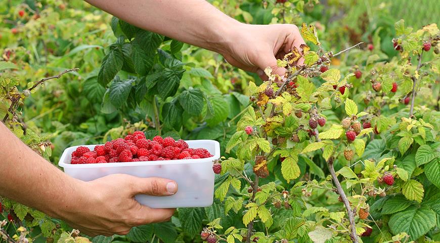 Как ухаживать за малиной весной: 5 секретов для большого урожая