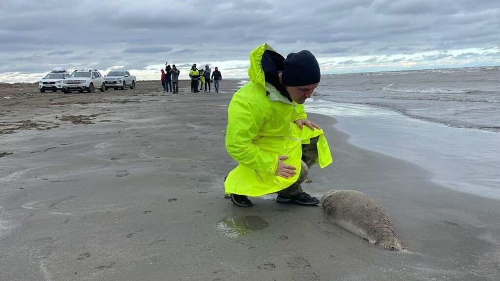 В Казахстане на берег Каспийского моря выбросило свыше 100 туш краснокнижных тюленей