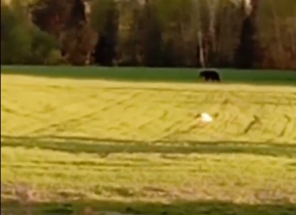 В Логойском районе медведя сняли на видео