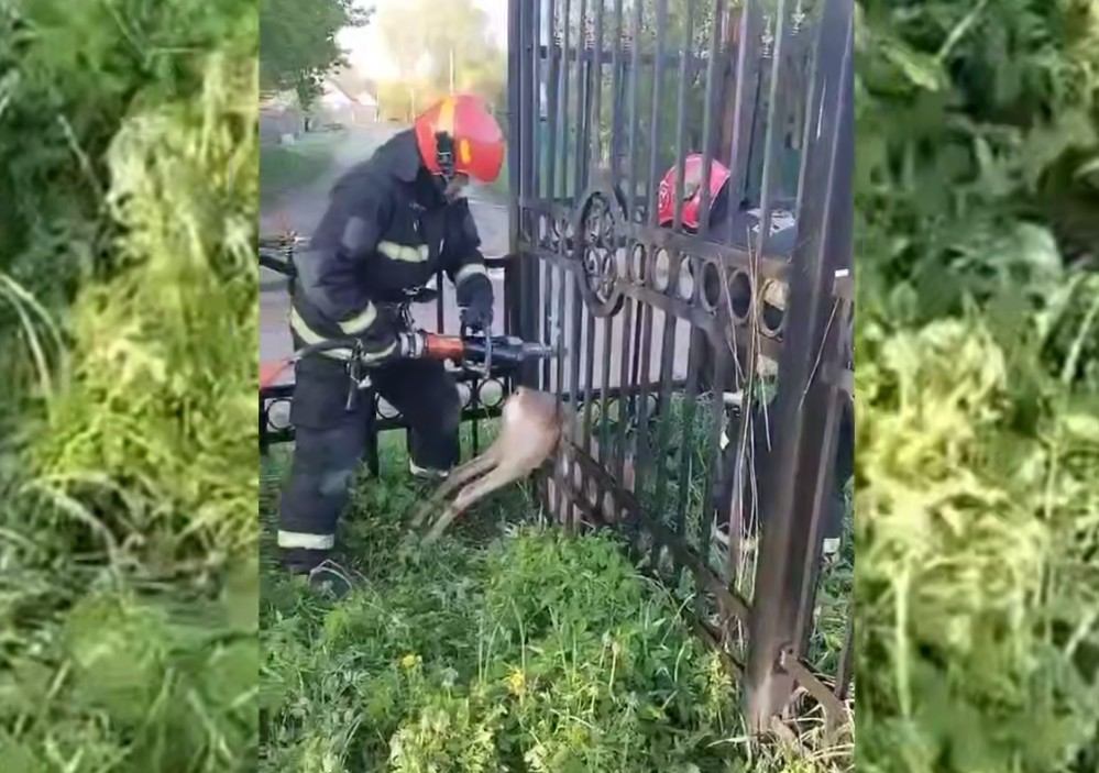 В Витебске спасатели освободили косулю, застрявшую в заборе