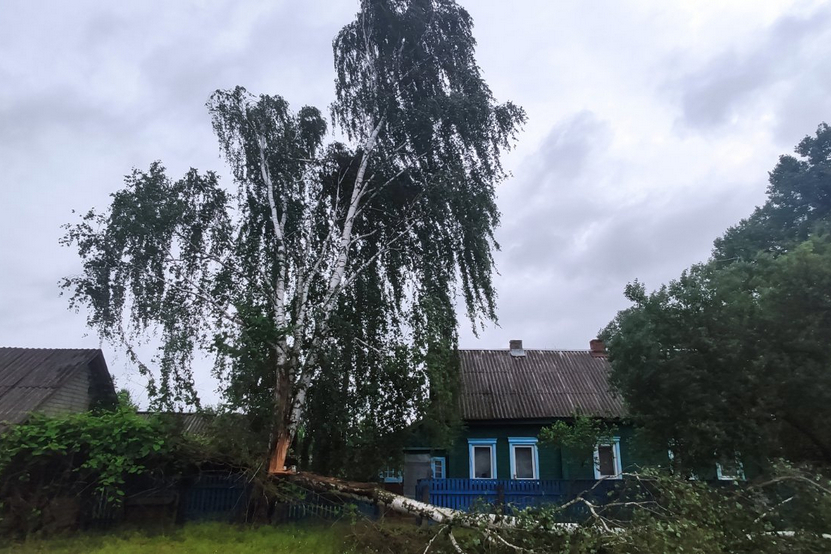 дерево