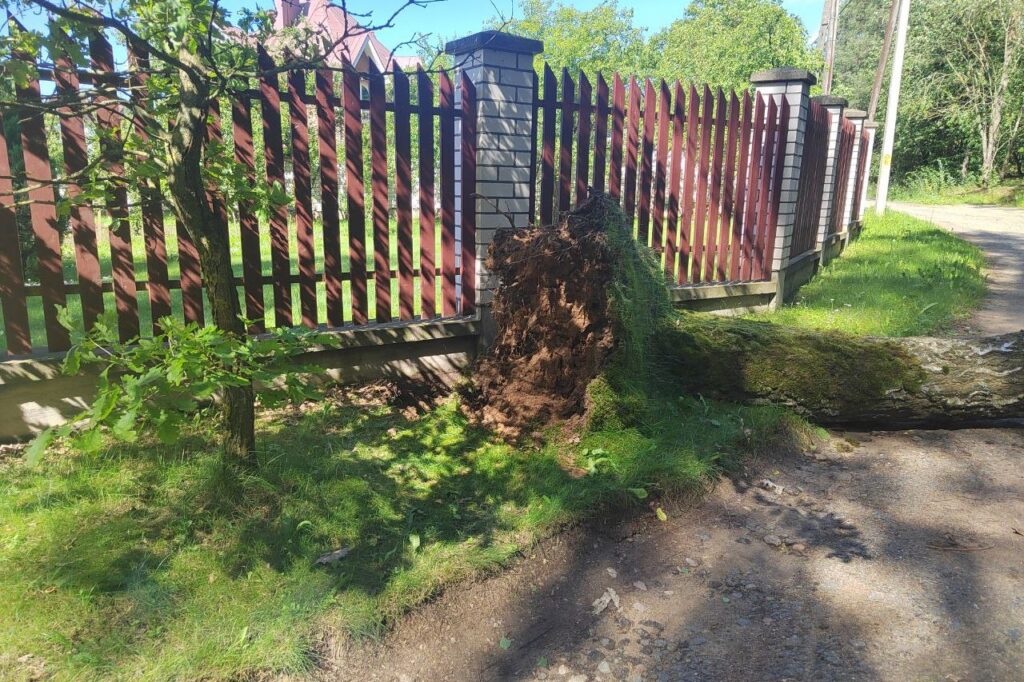 дерево