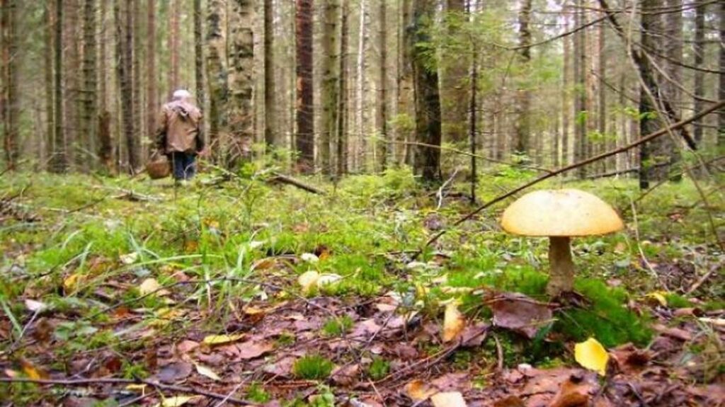 Пенсионер заблудился в Борисовском лесу, но вернулся домой самостоятельно