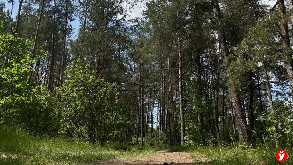 Жаркая погода внесла коррективы: в Солигорском и Столбцовском районах закрыли доступ в леса