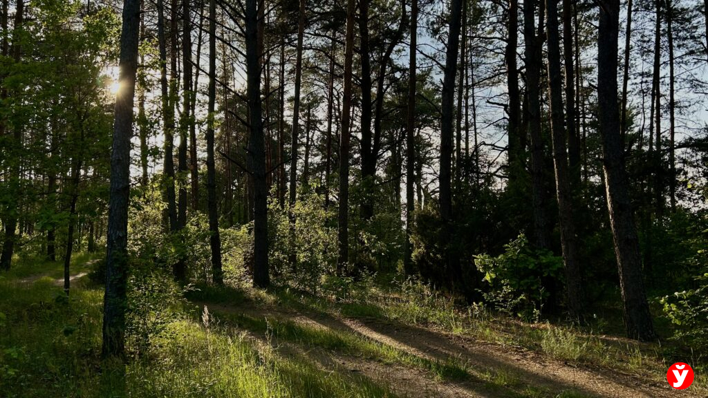 Минчанка заявила в милиции, что ее вывезли в лес и обокрали. Но в итоге сама оказалась под следствием