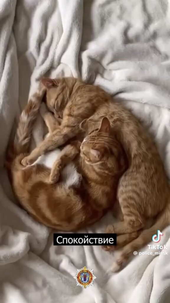 котики