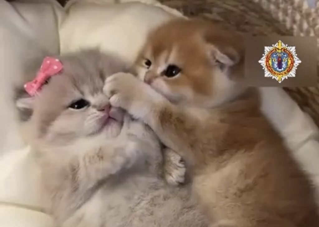 Котики против домашнего насилия! История о том, как МВД Беларуси покорило TikTok