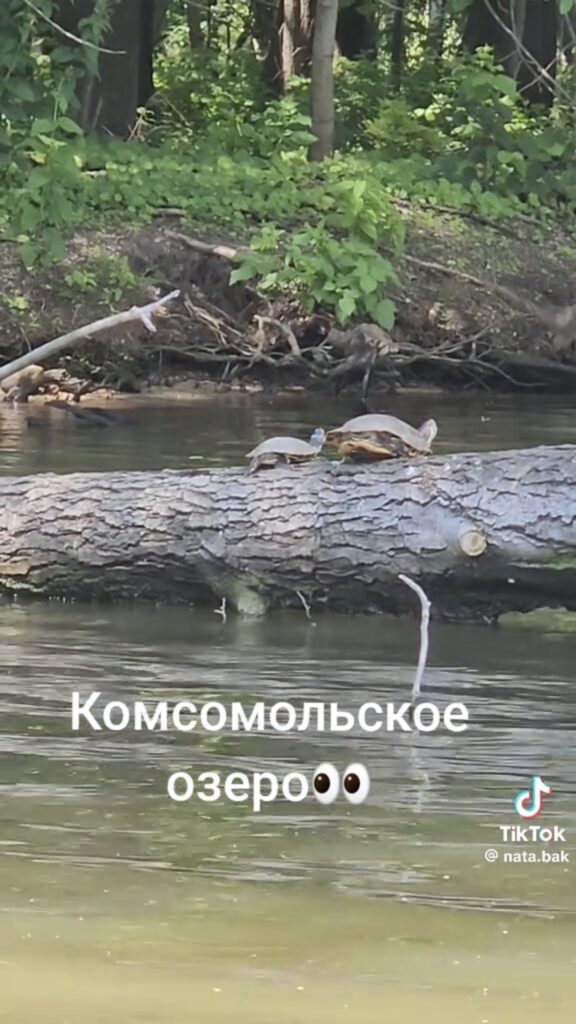черепахи