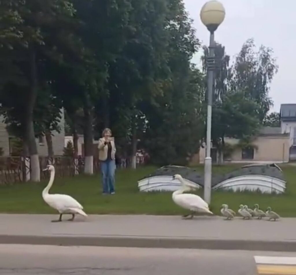 Семейная прогулка лебедей в центре Дятлово покорила белорусский TikTok