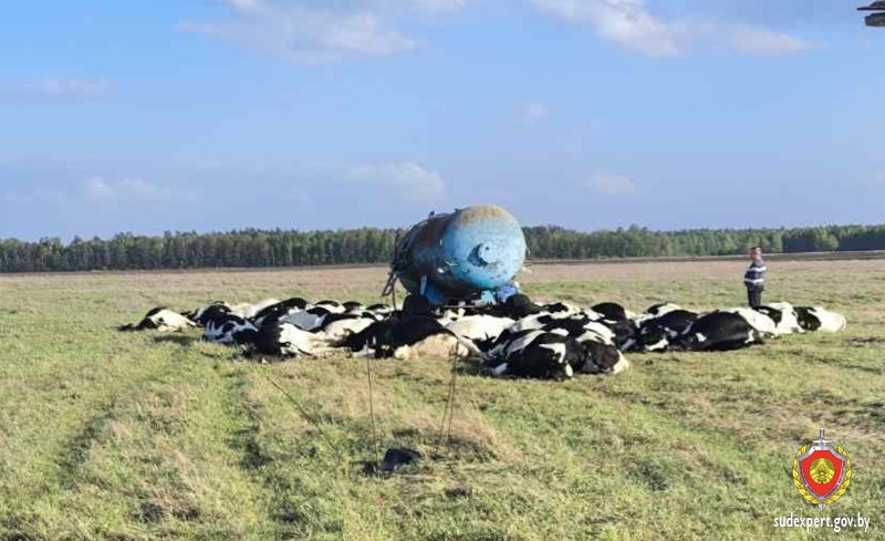 В Петриковском районе мужчина чудом выжил после удара молнии, которая убила 71 корову