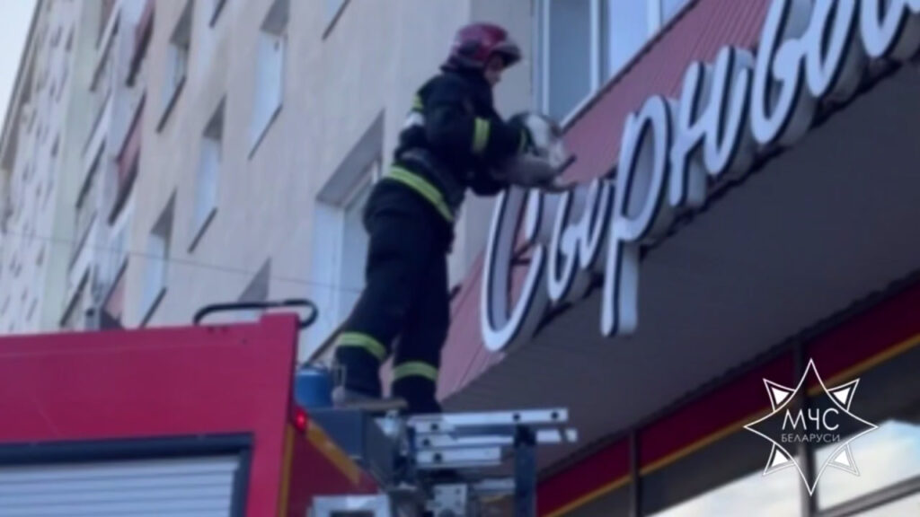 В Солигорске спасатели эвакуировали кота