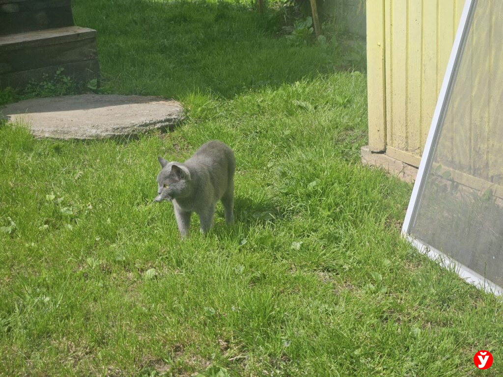 кошка