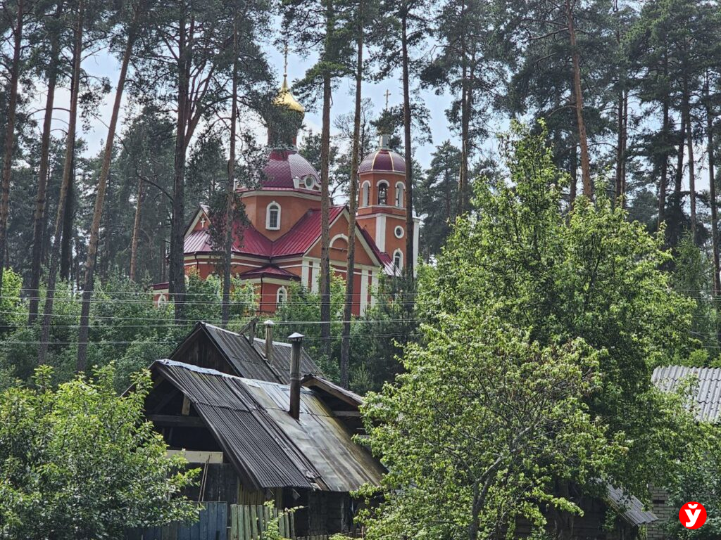 деревья