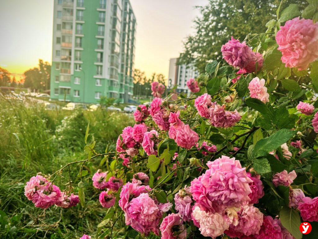 цветы