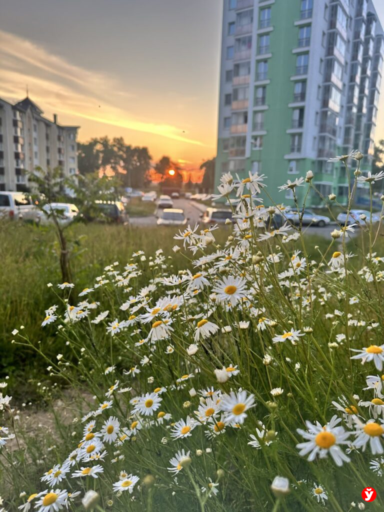 ромашки