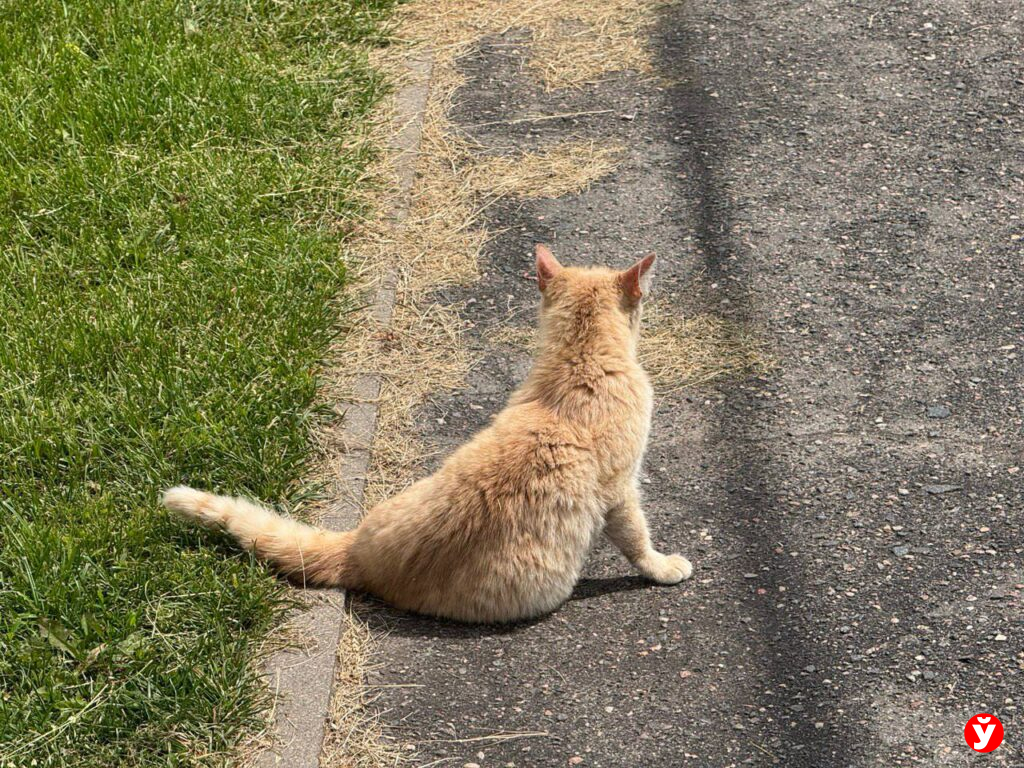 кот
