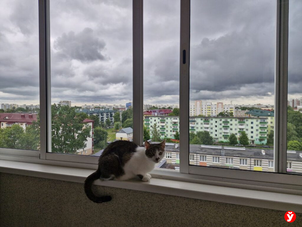 кот