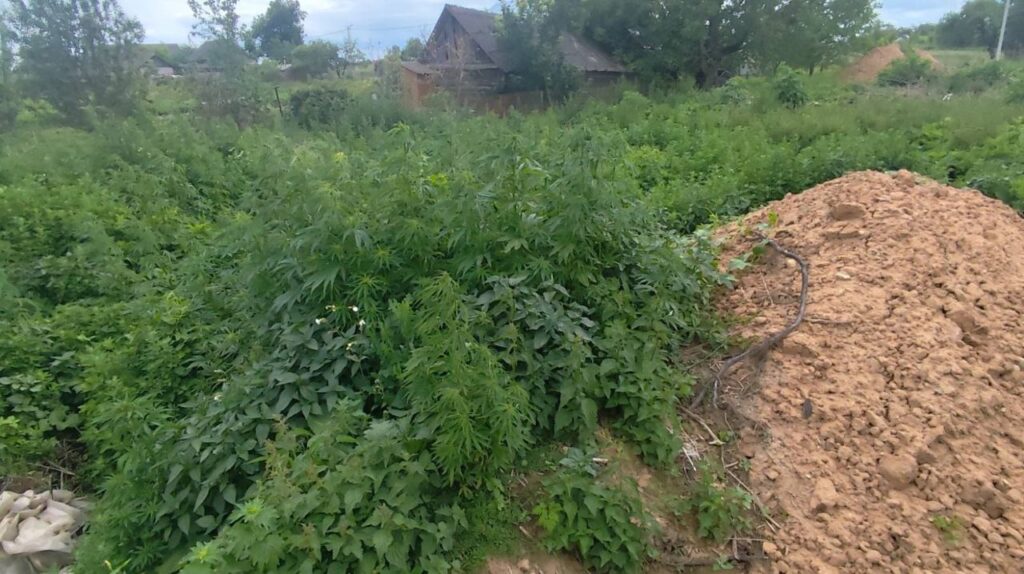 Конопля Клецк