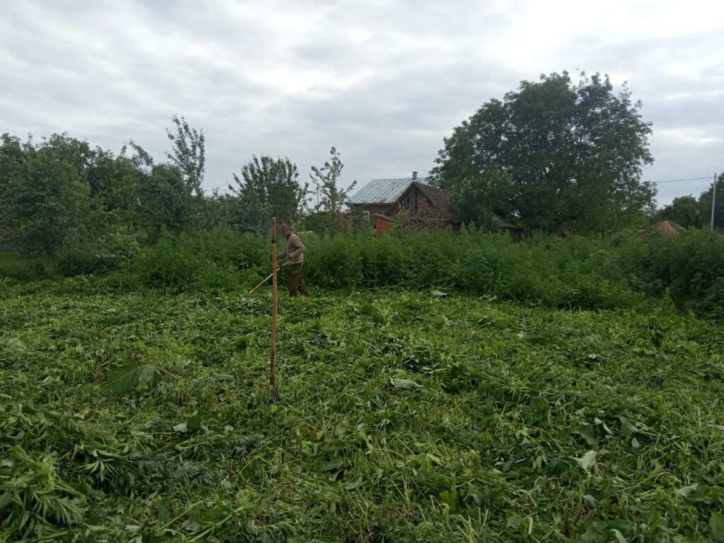 Плантация конопли обнаружена в Клецком районе